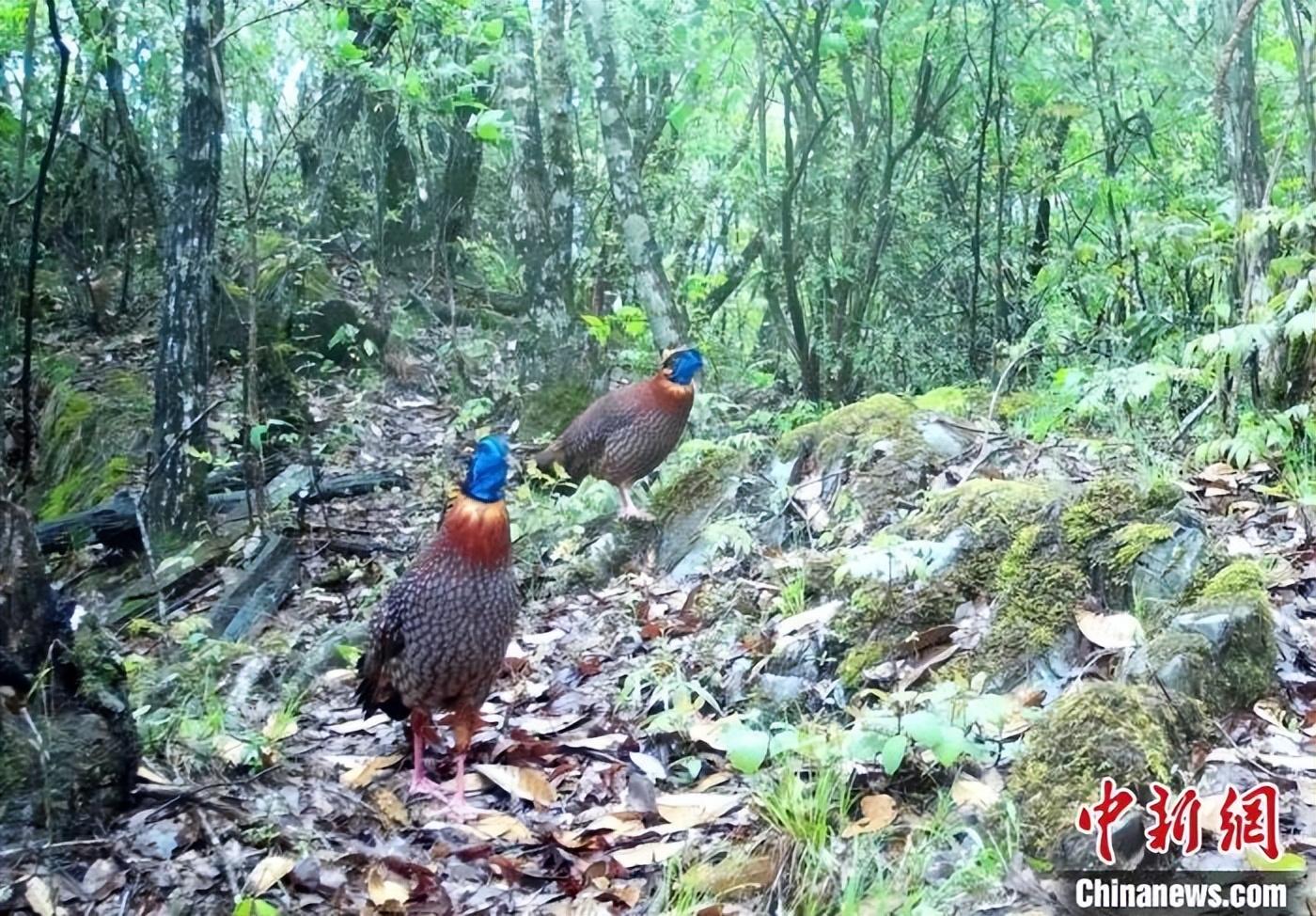 观赏野鸡怎么养殖技术_观赏野鸡怎么养殖技术_观赏野鸡怎么养殖技术