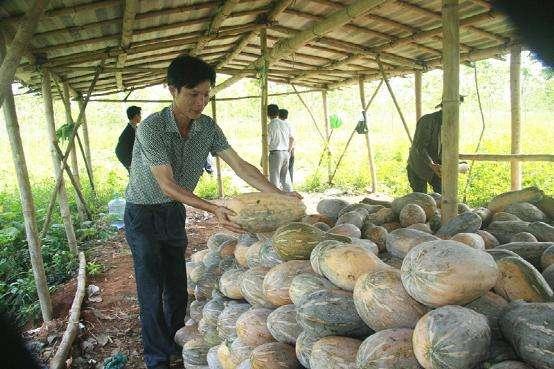 提高种南瓜种植产量，四个方法很关键，助农生产有必要