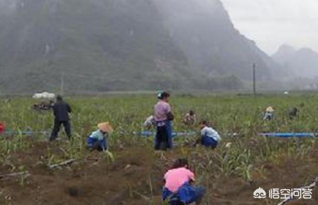 致富好项目种植_致富经种植业_种植致富周期预测