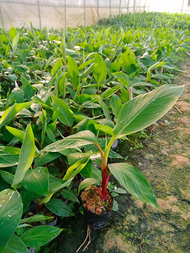 香蕉幼苗怎么种？香蕉苗高产种植方法