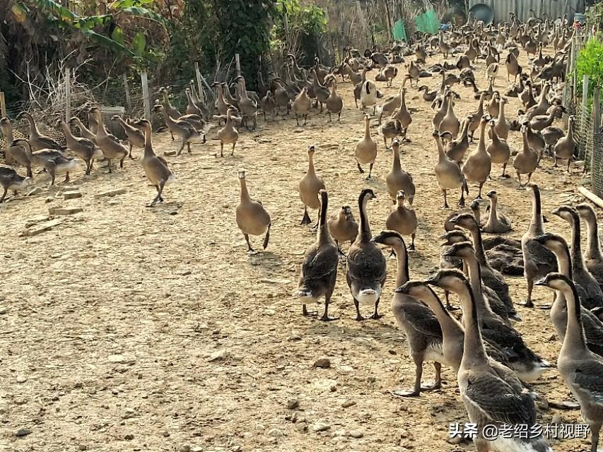 广东鹅养殖基地_广东种鹅养殖技术_广东省鹅苗养殖基地