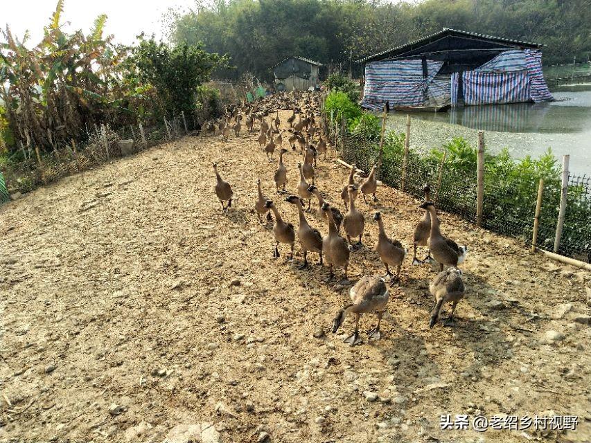 广东鹅养殖基地_广东省鹅苗养殖基地_广东种鹅养殖技术