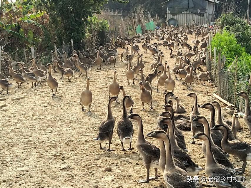 广东鹅养殖基地_广东种鹅养殖技术_广东省鹅苗养殖基地