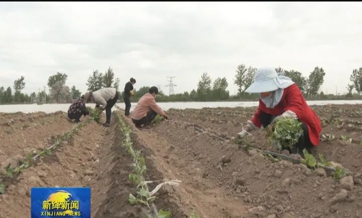 红薯种植致富新路_红薯致富经致富经视频_红薯苗致富