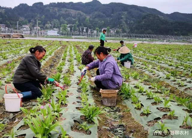 农村种什么农作物最赚钱？试试这5个种植项目，你也能小成本创业