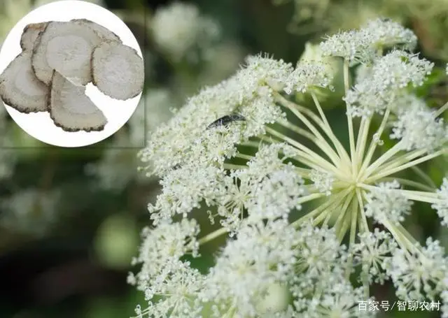 小区种植主题活动方案_适合居住小区种植的_小区种植致富项目