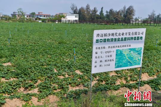 地瓜成“贵瓜” 海南桥头地瓜助农民脱贫致富