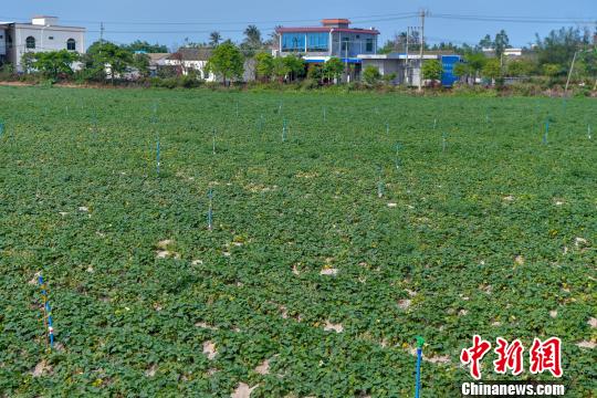 红薯种植致富新路_红薯致富经致富经视频_2020年红薯种植前景