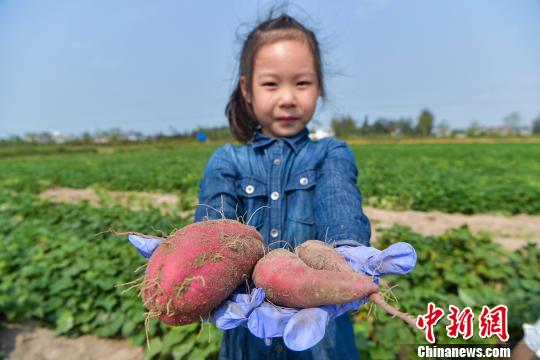 2020年红薯种植前景_红薯种植致富新路_红薯致富经致富经视频