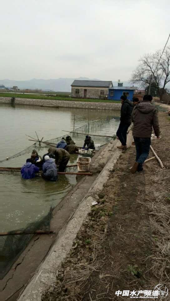 草鱼的高密度养殖_养殖草鱼高密度技术视频_高密度草鱼养殖技术