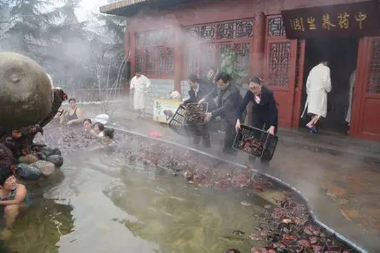 中草药土鸡养殖技术_养殖药土鸡中草技术要求_药材鸡养殖