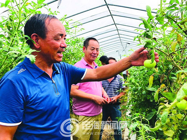 产业链上有支部蔬菜棚里能致富——记小沙街道果蔬种植行业特色党支部