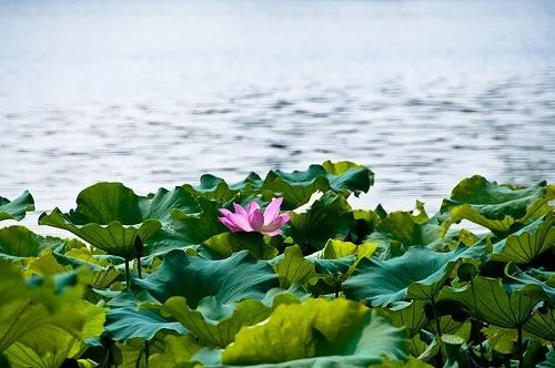 北京种植西瓜的时间_致富经种西瓜北京_致富经西瓜种植全视频