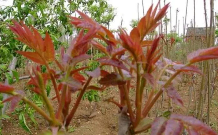 种植什么赚钱？四个高利润种植项目,想赚钱的就别错过,建议收藏!