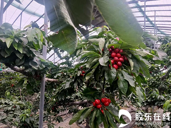 科技种植致富之路_致富技术_致富科技汇编大全