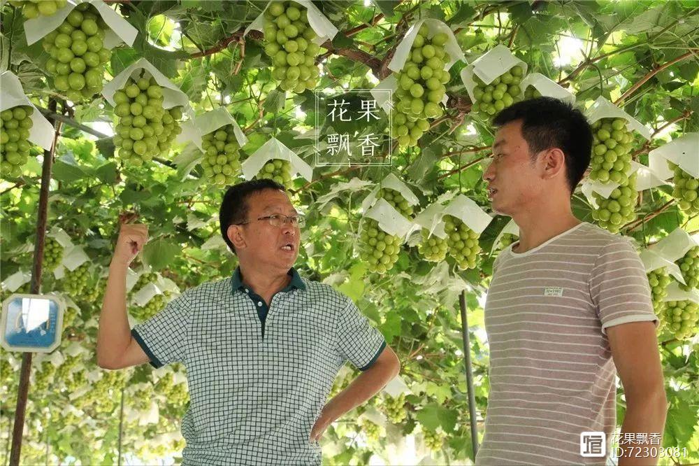 玫瑰种植需要阳光吗_阳光玫瑰种植技术_玫瑰种植阳光技术要点