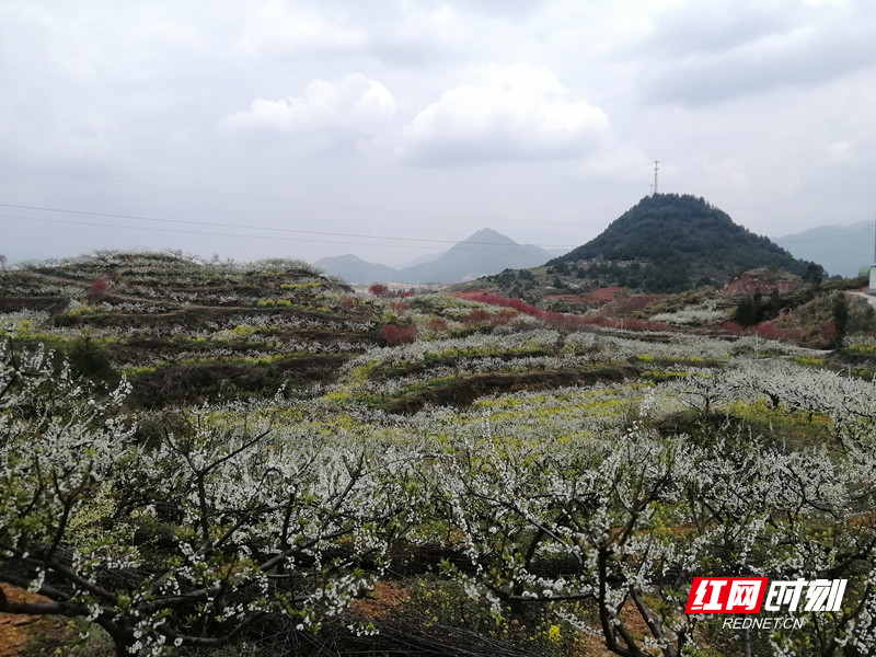 汝城县：瑶乡繁花似锦产业兴