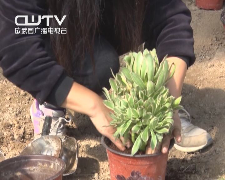 种植致富案例_种植致富业_成武种植致富项目