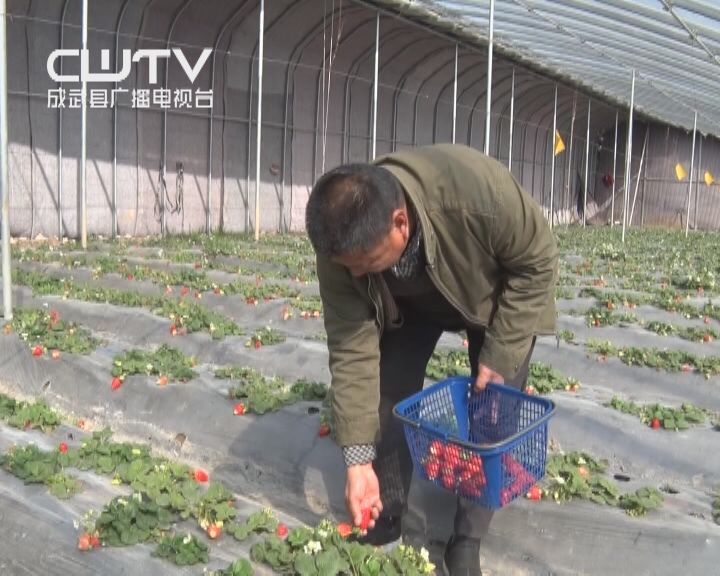 种植致富案例_成武种植致富项目_种植致富业