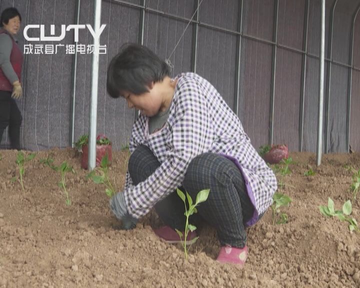 种植致富业_成武种植致富项目_种植致富案例