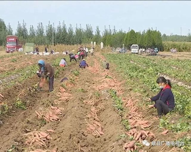 祝培：扎根沙土地，念好红薯生意经的“八零后”