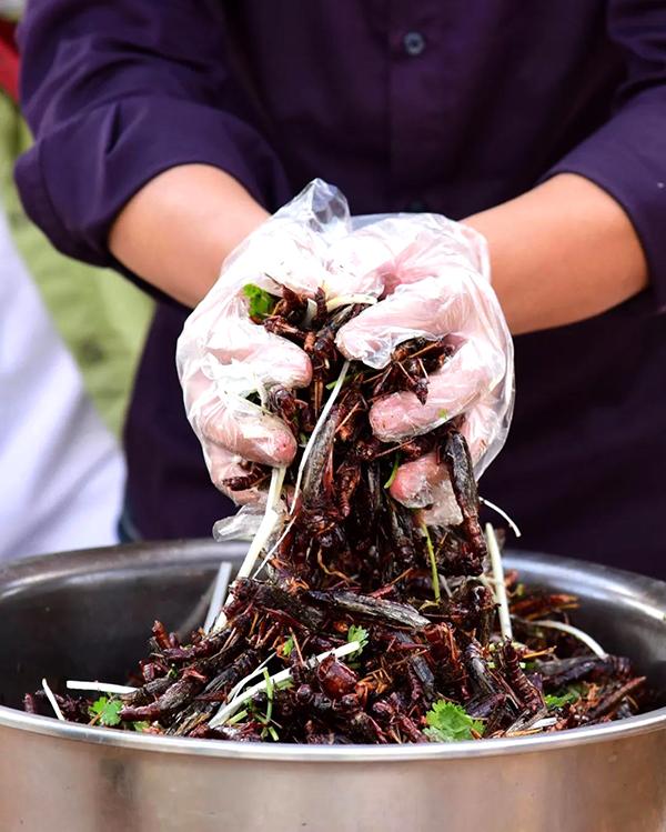 昆虫养殖项目_养殖昆虫增收致富_昆虫养殖赚钱吗