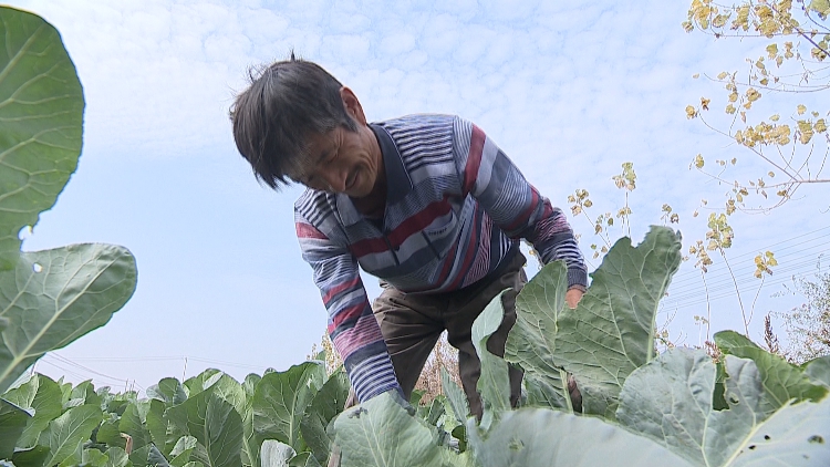 成武种植致富项目_农民致富种植项目_种植致富业