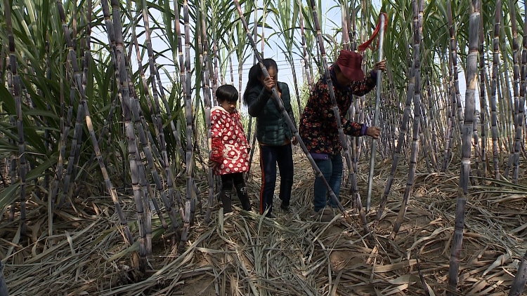 农民致富种植项目_种植致富业_成武种植致富项目