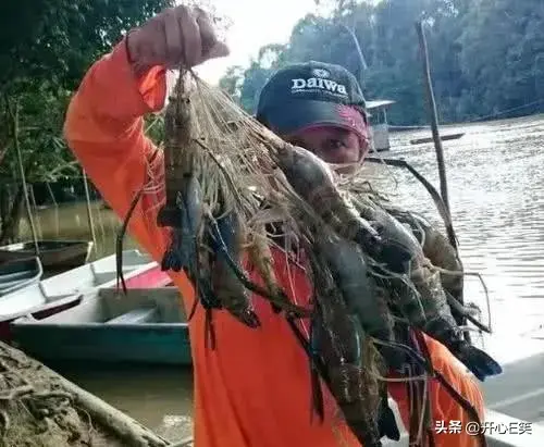 巨虾入侵！这种能长到一米长的“河虾”现身我国水域已有多人钓获