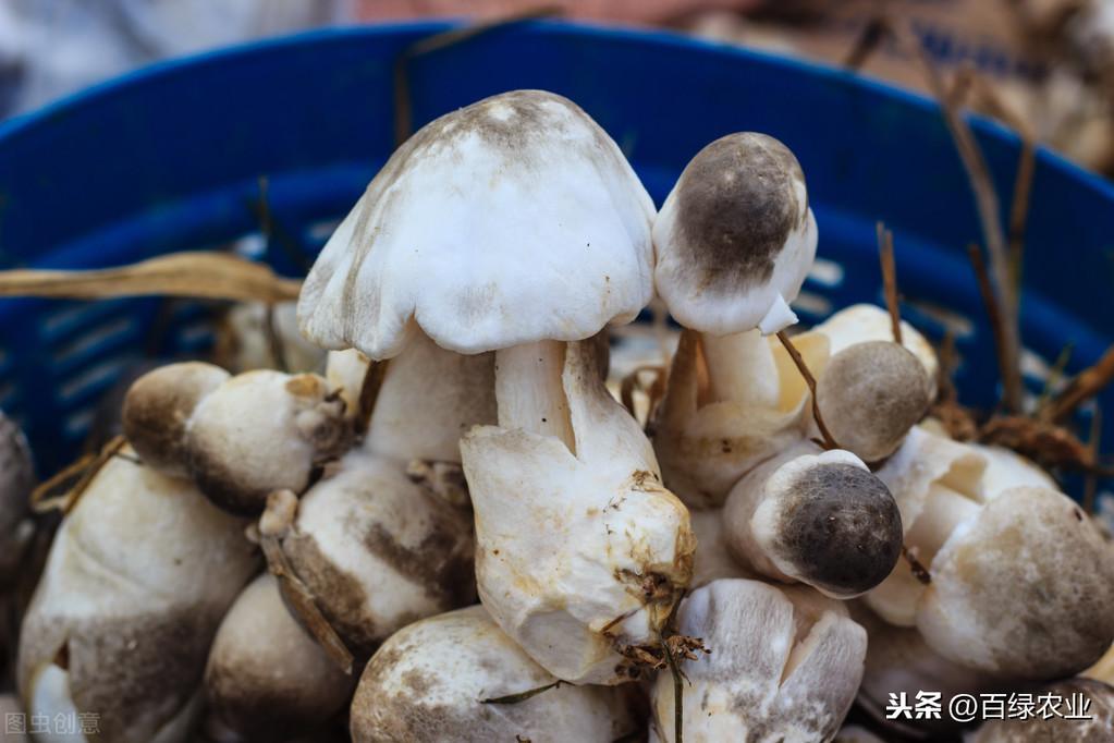 塑料地棚栽培草菇，一起了解一下草菇的栽培管理，对此你怎么看