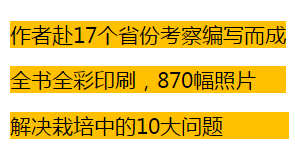 阳光玫瑰种植技术_玫瑰种植阳光技术视频_玫瑰种植阳光技术与管理