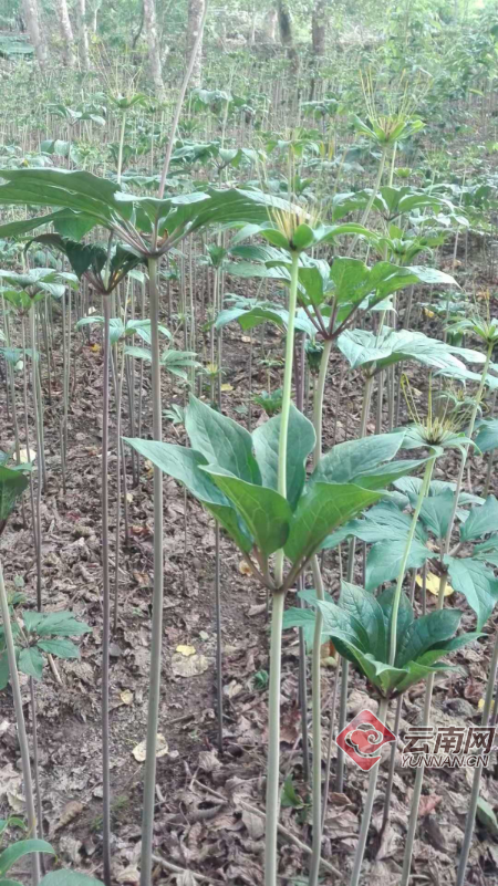 药材种植致富项目_种植药材致富新路_中药材种植致富经