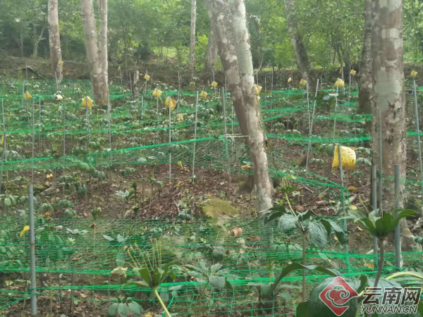 种植药材致富新路_中药材种植致富经_药材种植致富项目