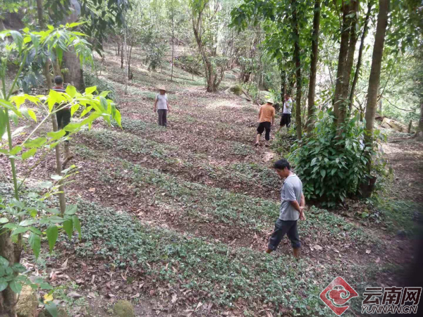 种植药材致富新路_中药材种植致富经_药材种植致富项目