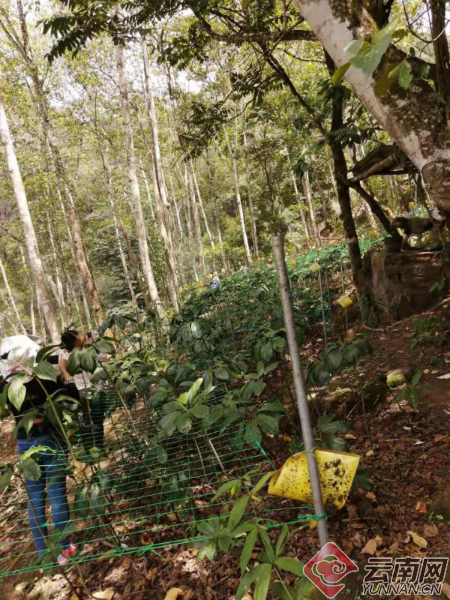 种植药材致富新路_中药材种植致富经_药材种植致富项目