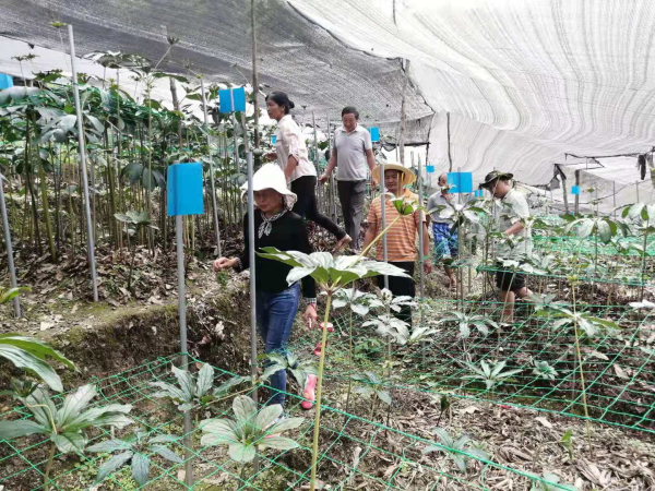 中药材种植致富经_种植药材致富新路_药材种植致富项目