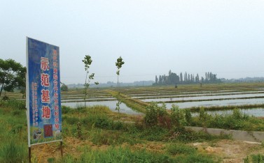 水蚯蚓养殖示范基地