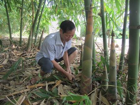 竹笋北方可以种植吗_北方竹笋种植新技术_北方竹笋的功效和作用