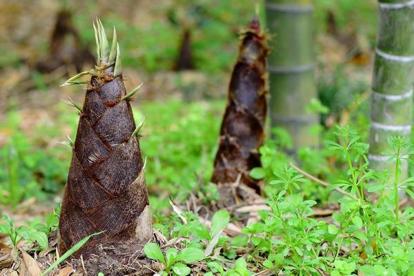 北方竹笋的功效和作用_竹笋北方可以种植吗_北方竹笋种植新技术