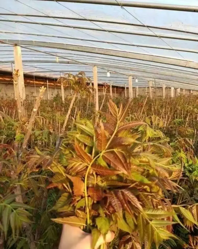 大棚香椿致富经_大棚香椿种植技术_香椿大棚多少钱一亩