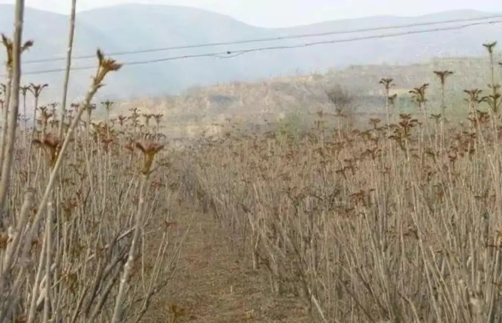 香椿大棚多少钱一亩_大棚香椿种植技术_大棚香椿致富经