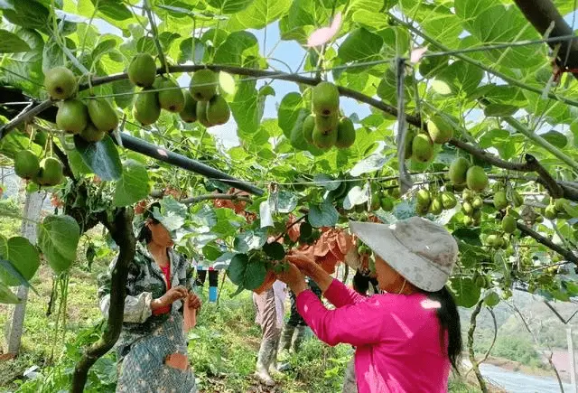 致富案例网_致富成功案例_暴利种植致富案例