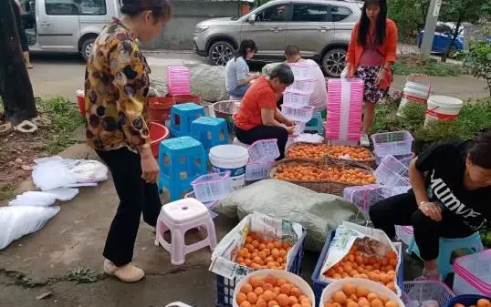 大棚香椿致富经_香椿大棚多少钱一亩_温室大棚香椿