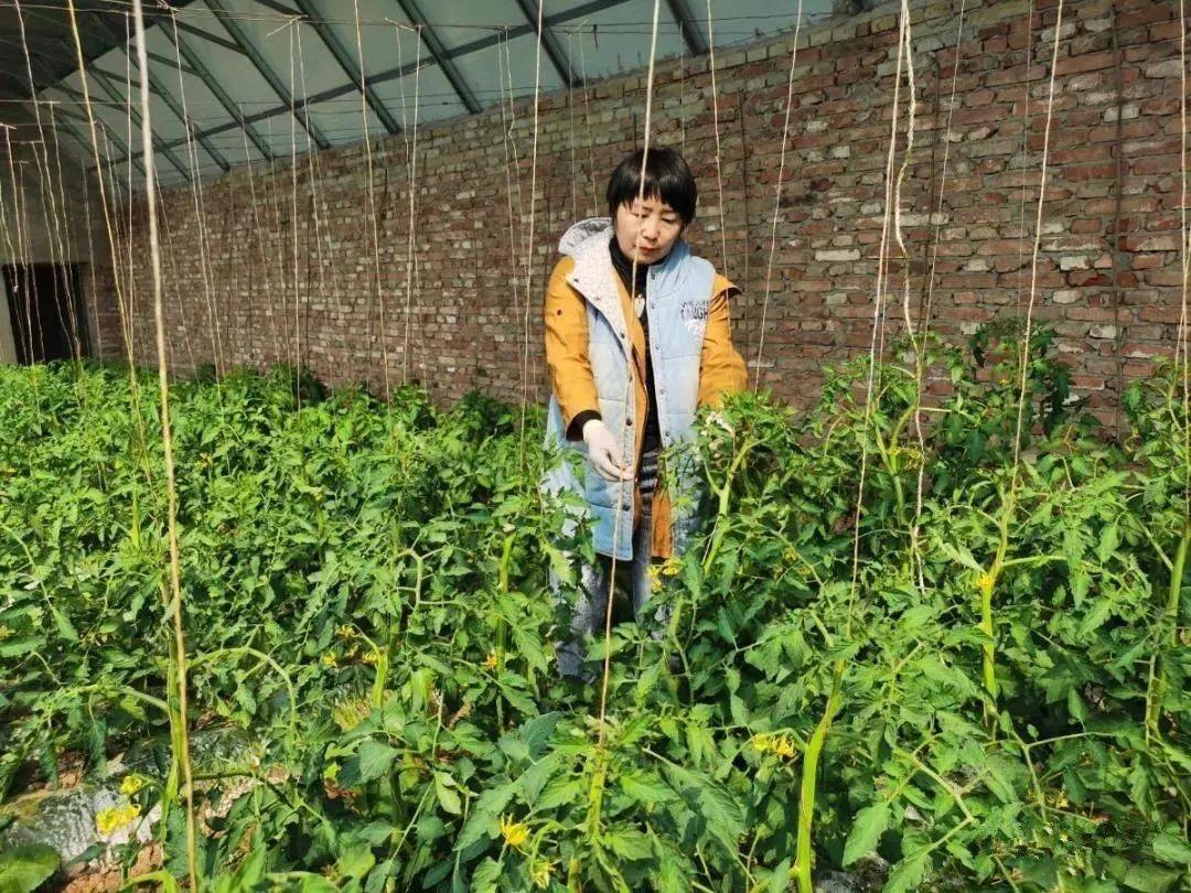 蘑菇致富种植故事大全_致富经蘑菇种植视频_蘑菇种植致富故事