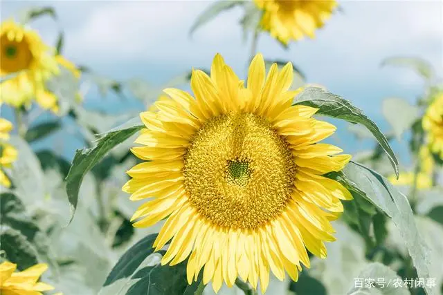 向日葵种植技术_向日葵种植技术与管理_向日葵种植技术与管理方法