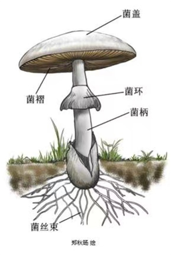 蘑菇种植致富故事_蘑菇致富种植故事简介_致富经蘑菇种植视频