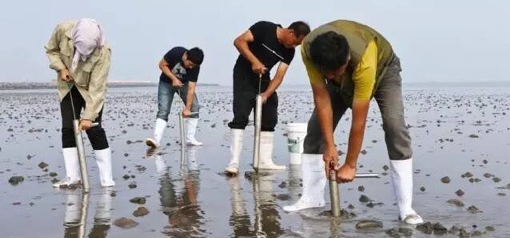 海肠养殖前景怎么样_海肠养殖致富_海肠养殖投资与收益