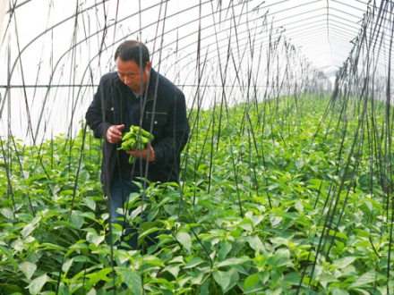 种植蔬菜的框架覆膜结构