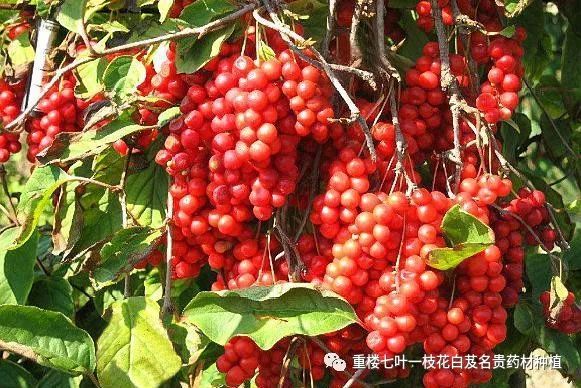 北方靠什么赚钱_北方致富项目_致富经北方一亩地赚60万