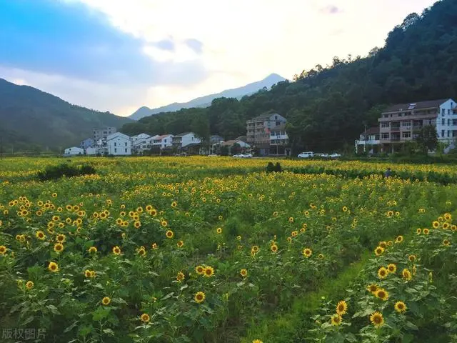 向日葵种植技术与管理方法_向日葵种植技术和种植时间_向日葵种植技术